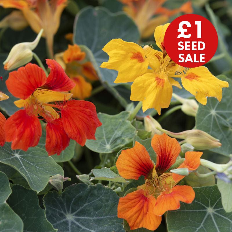 Nasturtium Arizona Mix Seeds