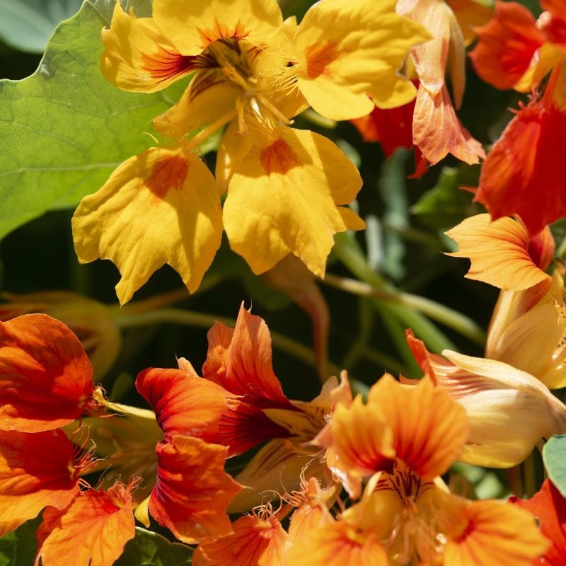 Nasturtium Arizona Mix Seeds