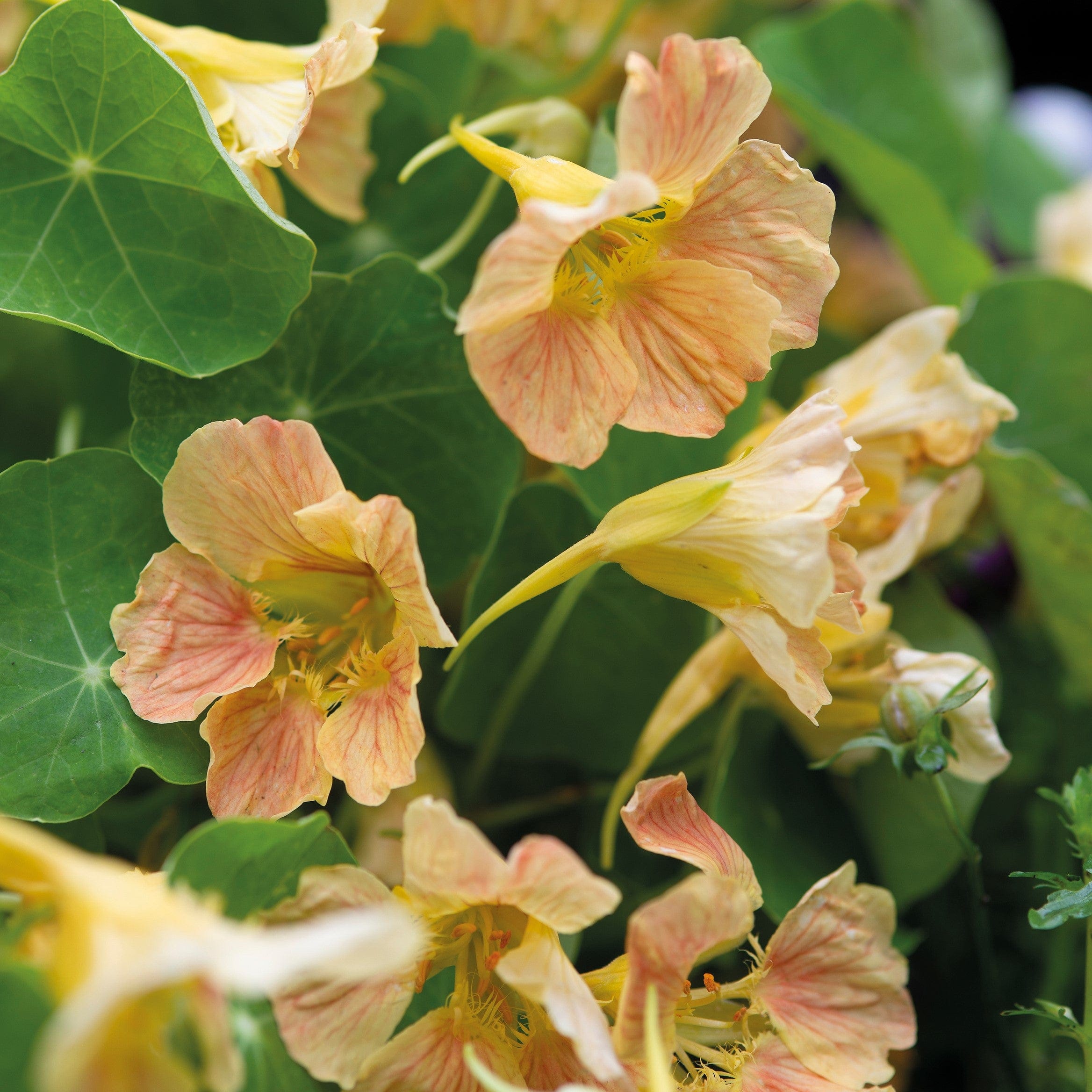 Nasturtium Tip Top Pink Blush Seeds