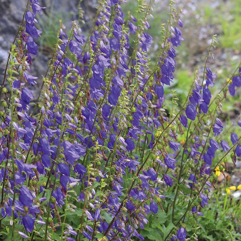 Nature's Helpers Bellflower Wildflower Seeds
