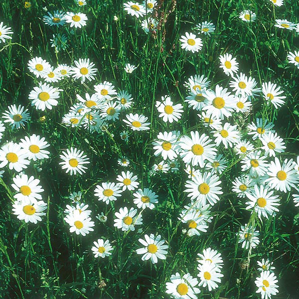 Nature's Helpers Chrysanthemum Ox Eye Daisy Seeds