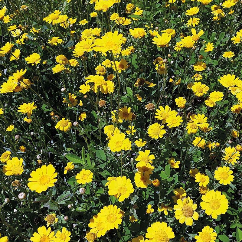 Nature's Helpers Corn Marigold Wildflower Seeds
