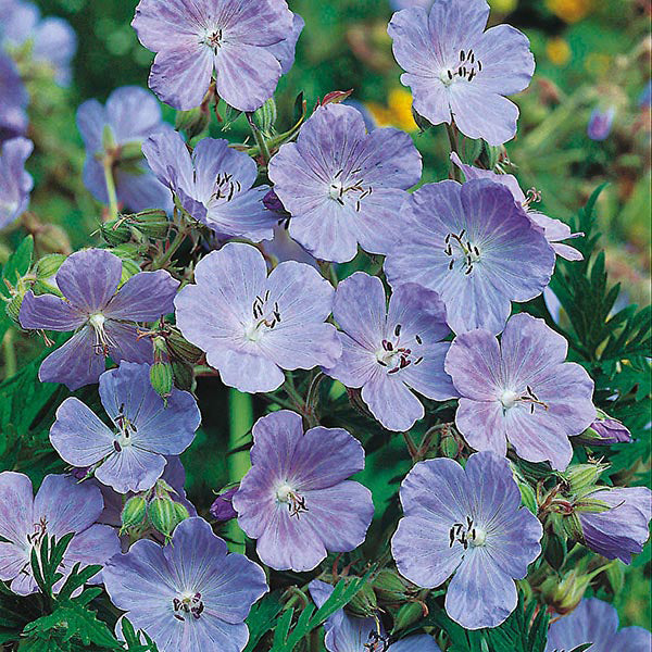 Nature's Helpers Meadow Cranesbill Seeds