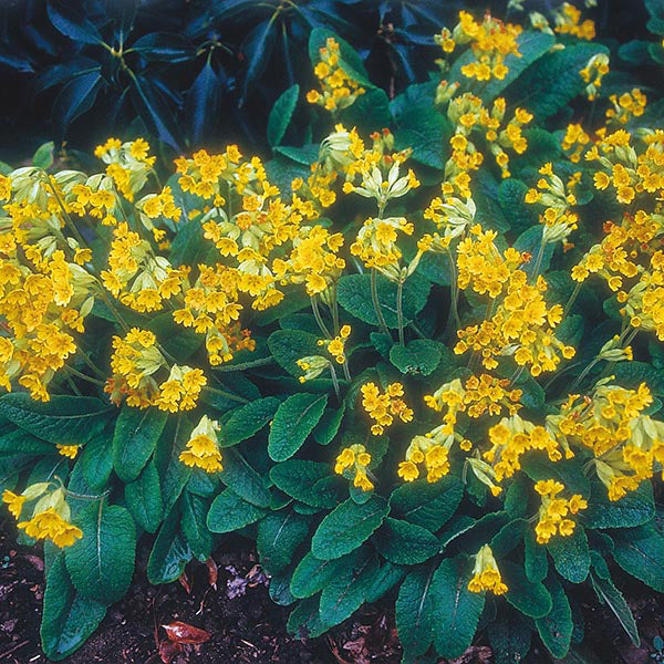 Nature's Helpers Primula Cowslip Seeds