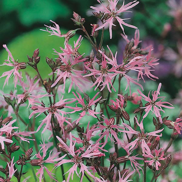 Nature's Helpers Ragged Robin Seeds