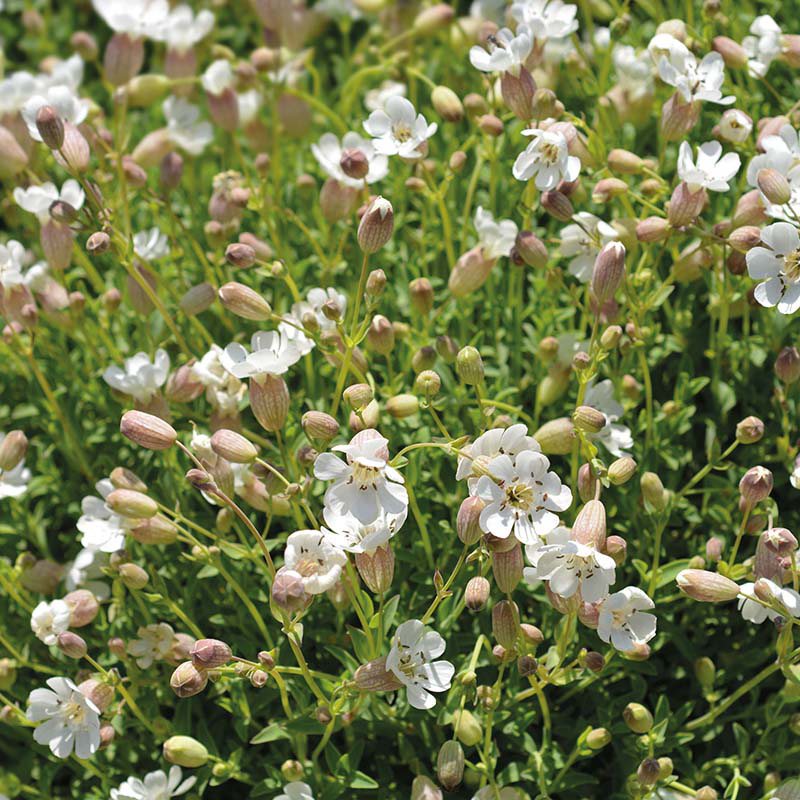 Nature's Helpers Sea Campion Wildflower Seeds