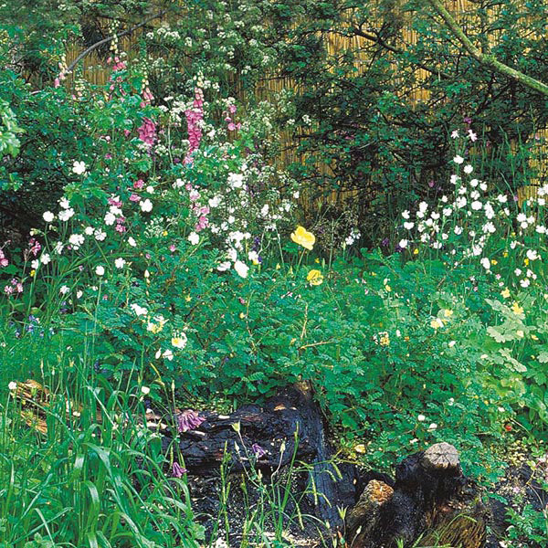 Nature's Helpers Wildflower Hedgerow & Verges Seeds