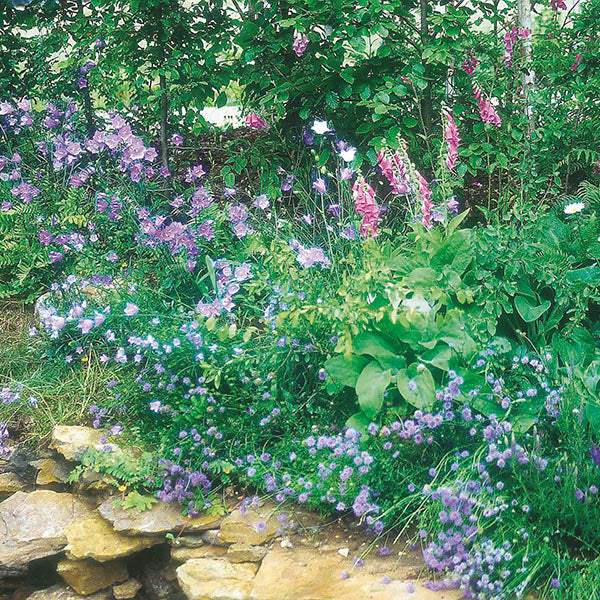 Nature's Helpers Wildflower Woodland Mixture Seeds