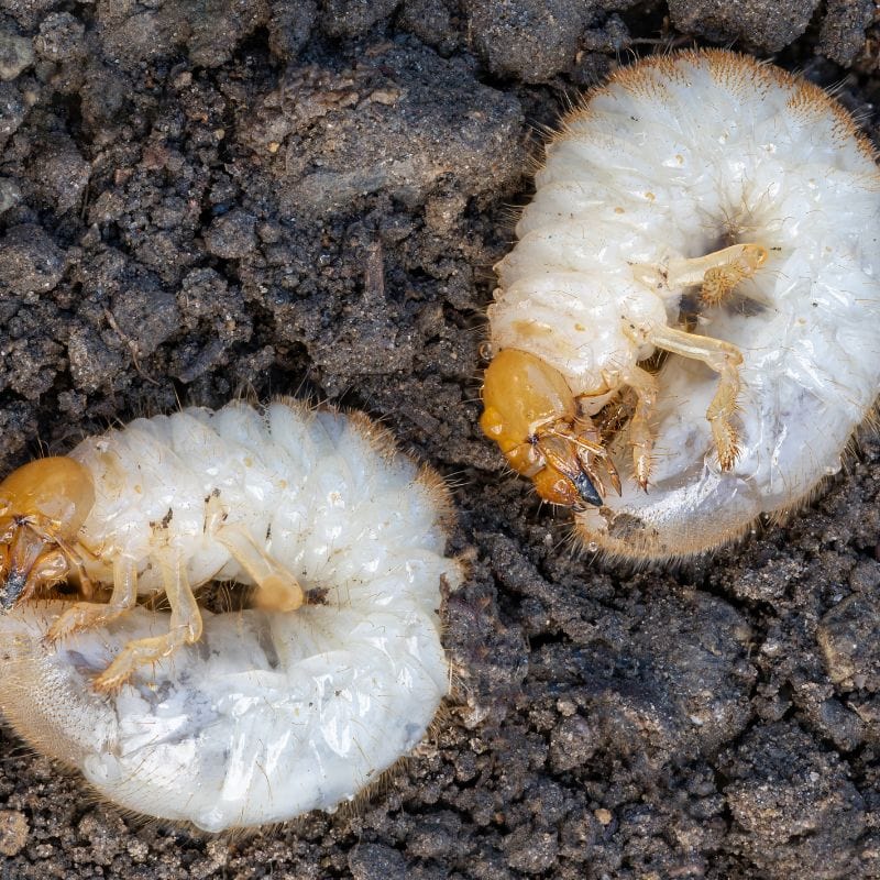 NemaKnights Nematodes All Purpose Biological Chafer Grub and Vine Weevil Control