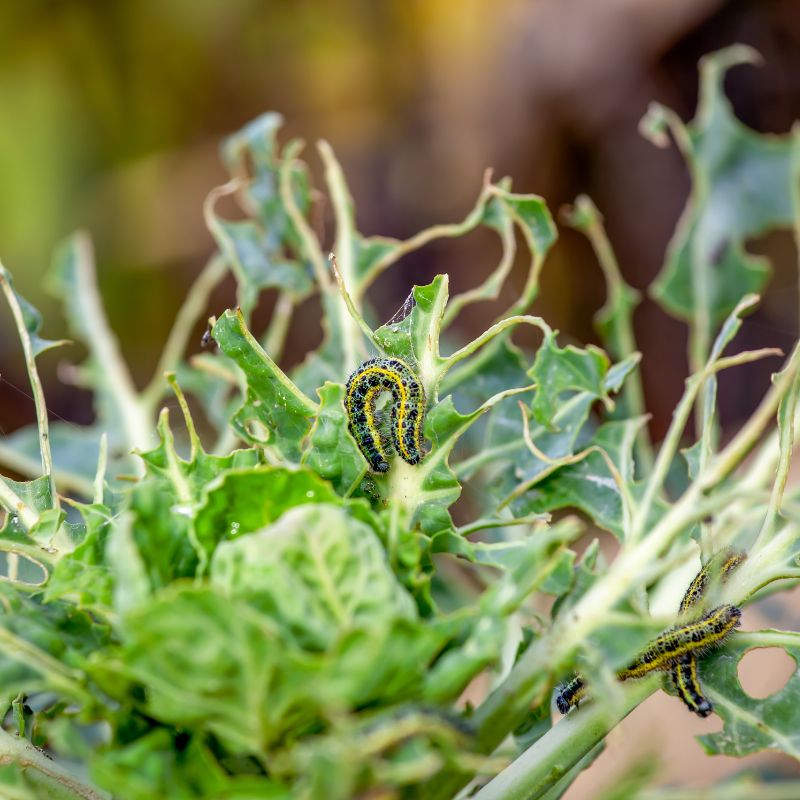NemaKnights™ Nematodes All Purpose Biological Chafer Grub and Vine Weevil Control