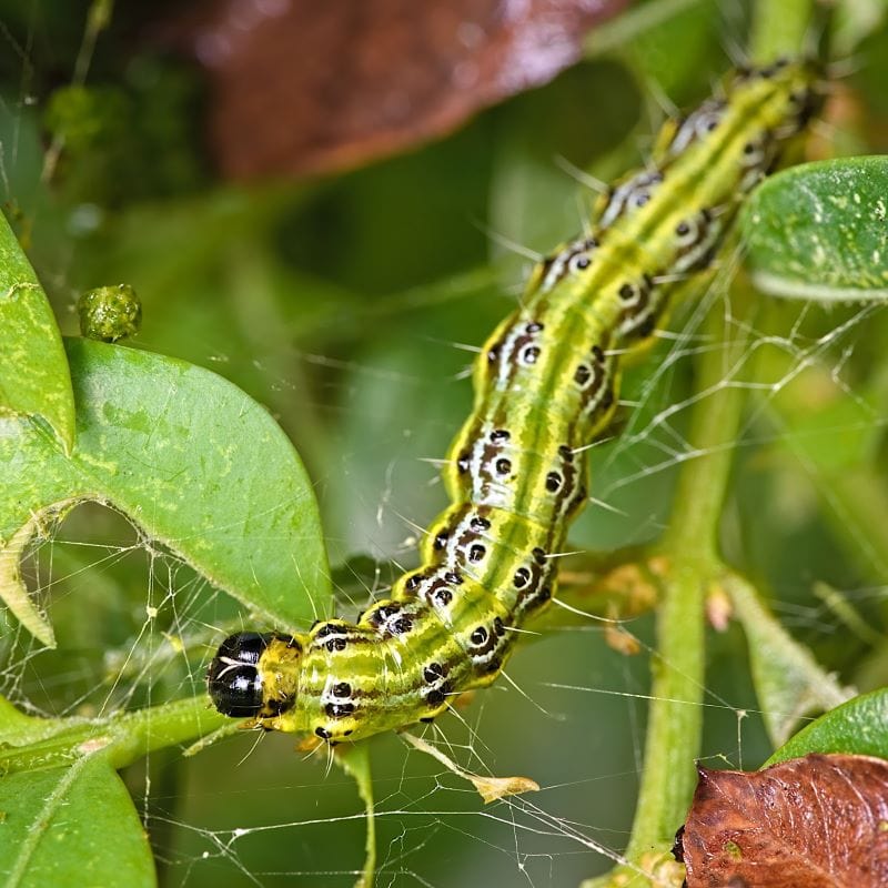 Box Moth Caterpillar Control Nematodes 30sqm x 2 (2 sachets)