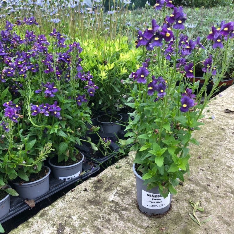 3 x 9cm Plants Nemesia Karoo Dark Blue Flower Plants