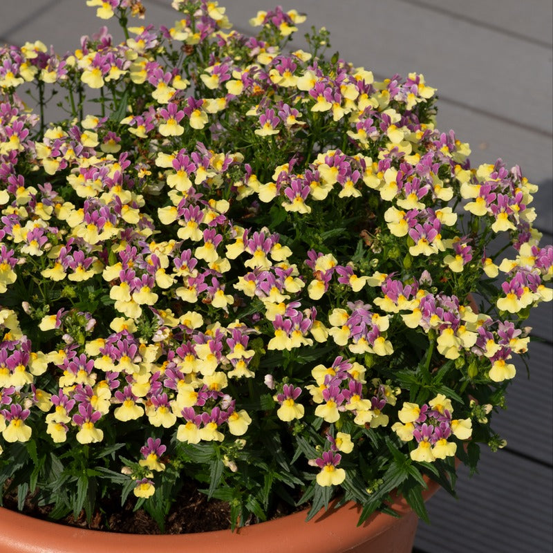 Potted plant with yellow and purple flowers against a neutral background