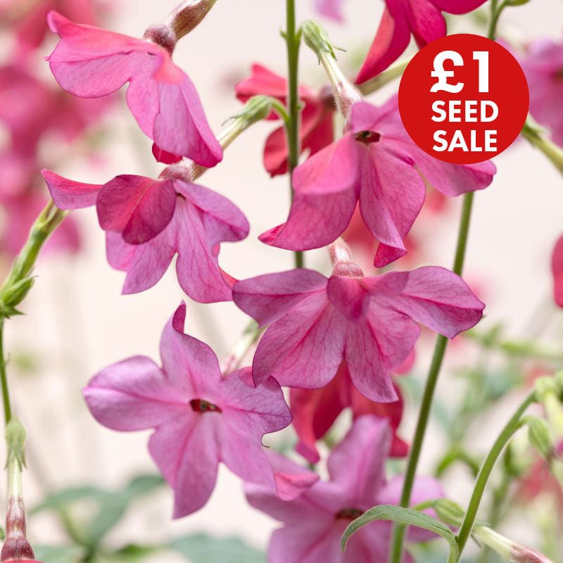 Nicotiana Sirius Pink F1 Seeds