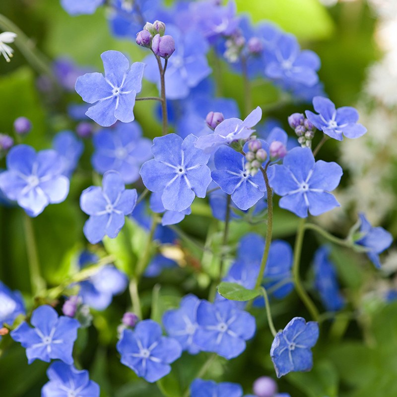 Omphalodes cappadocica Cherry Ingram Flower Plant