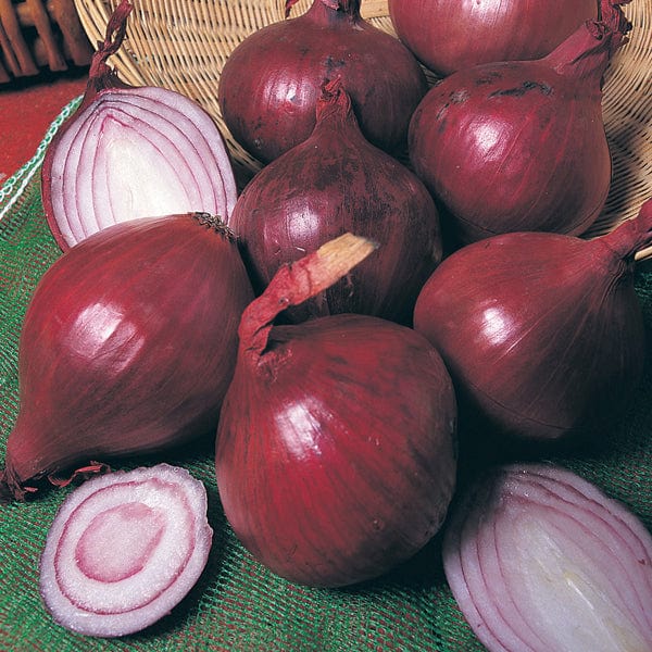 Red Baron AGM Onion Plants