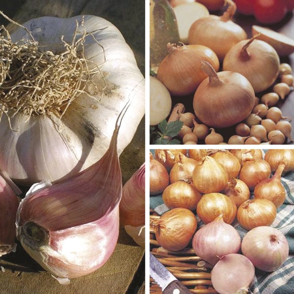 Spring Planting Onion, Shallot and Garlic Collection