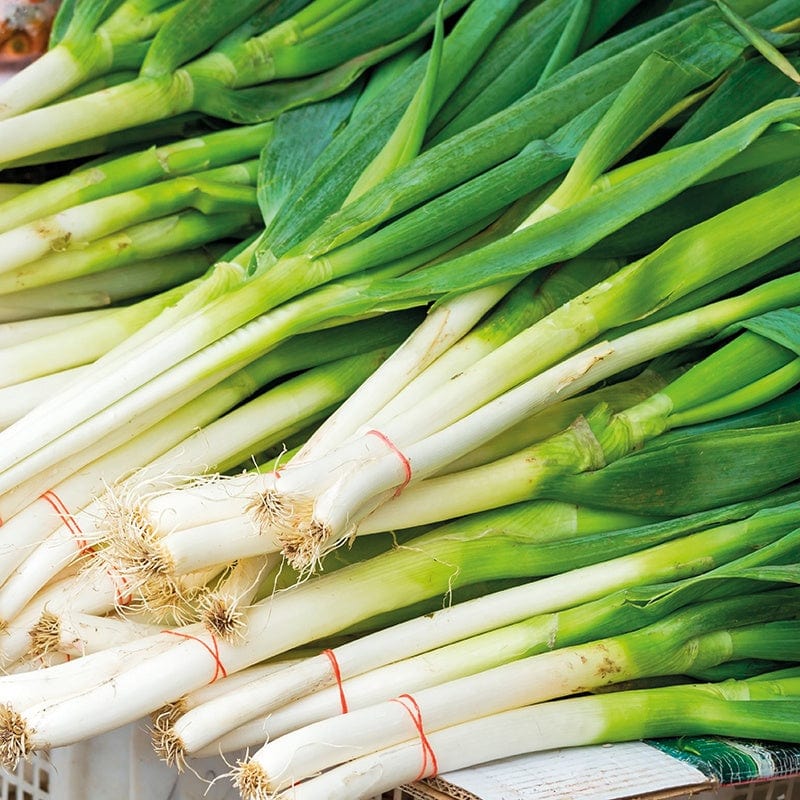 Spring Onion Darcy Vegetable Plants