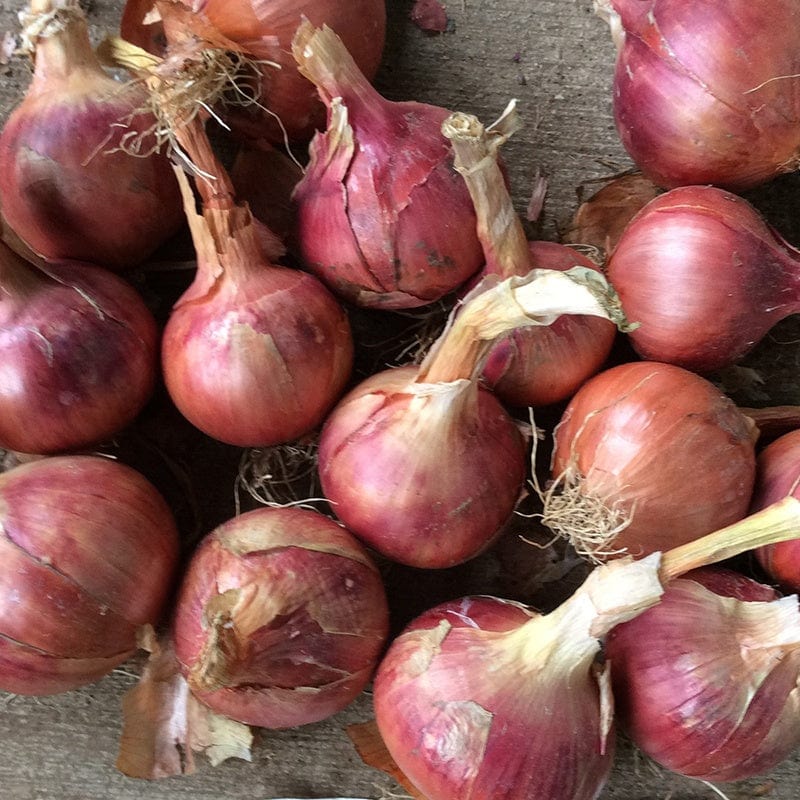 Onion Rosanna Sets