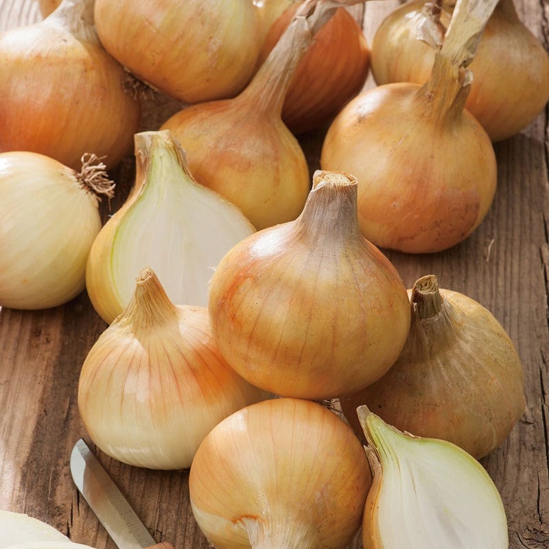 Onion (Heat Treated) Cupido Sets