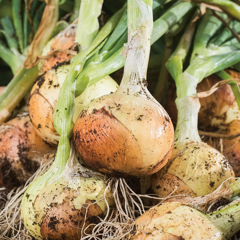 Onion Element Plants From Mr Fothergills Seeds and Plants