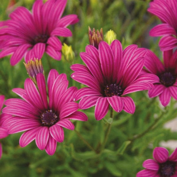 3 Young Plants Osteospermum Tresco Purple Flower Plants