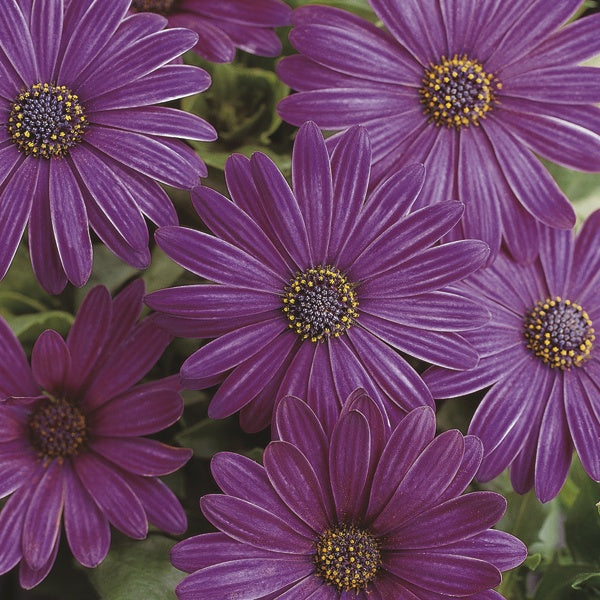 Osteospermum Serenity Flower Plant Collection