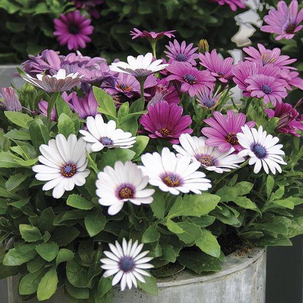 Osteospermum Akila Berries and Cream Flower Plants