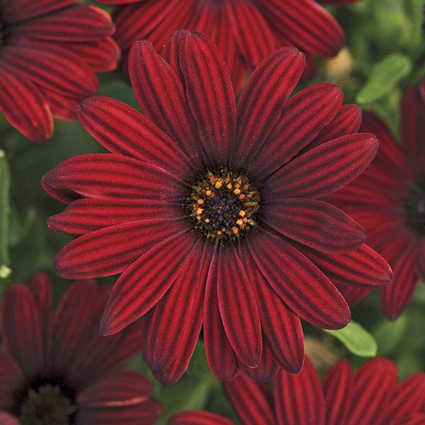 3 x 9cm Plants Osteospermum Serenity Red Flower Plants