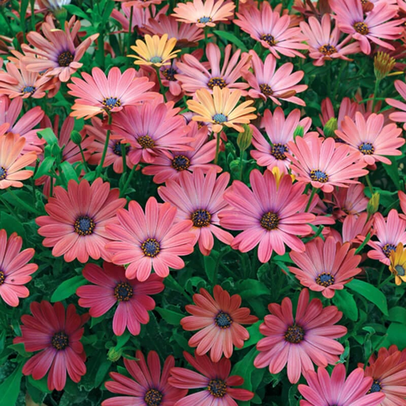 3 x 9cm Plants Osteospermum Serenity Rose Magic Flower Plants