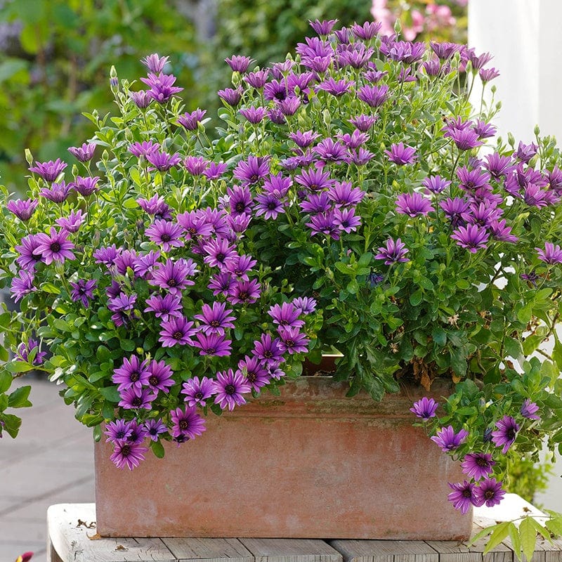 3 x 9cm Plants Osteospermum Serenity Dark Purple Flower Plants