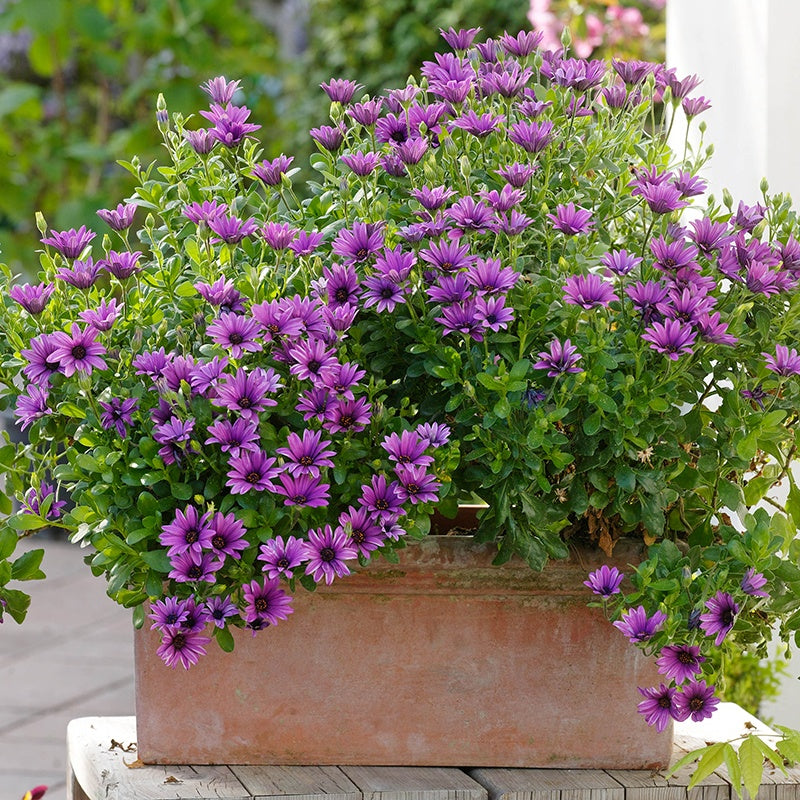 Container with purple flowers on a wooden surface