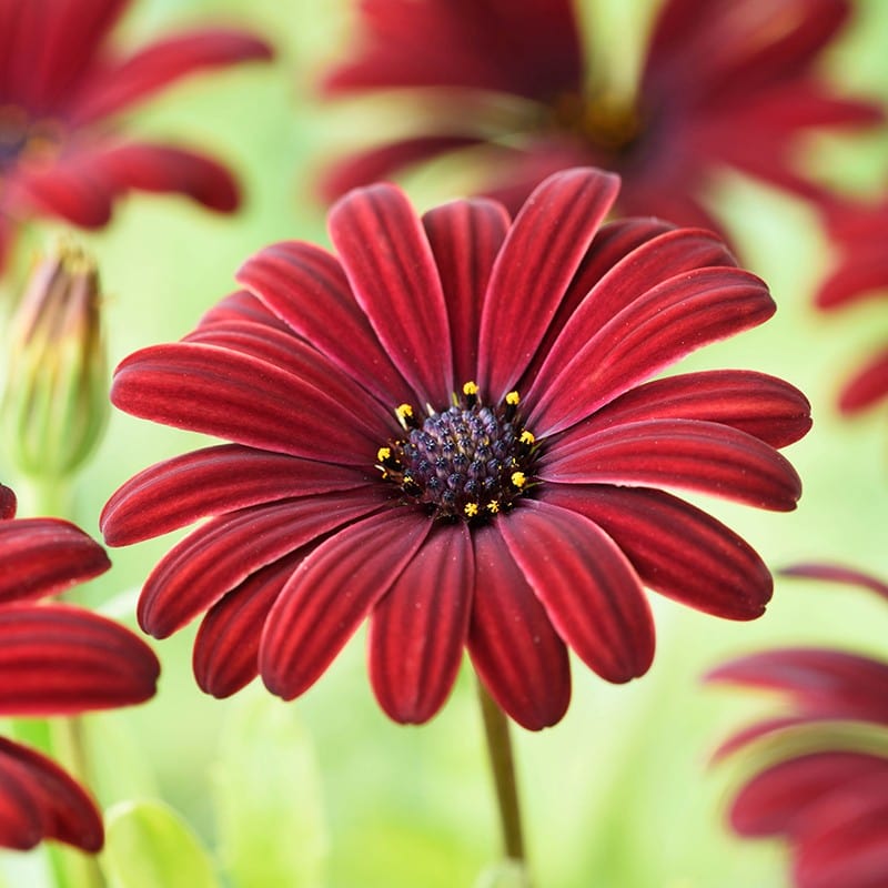 5 Young Plants Osteospermum Serenity Red Flower Plants