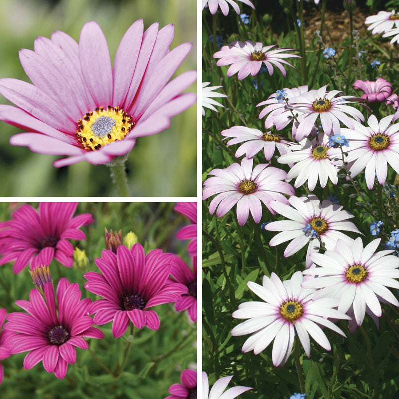 Osteospermum Flower Plant Collection