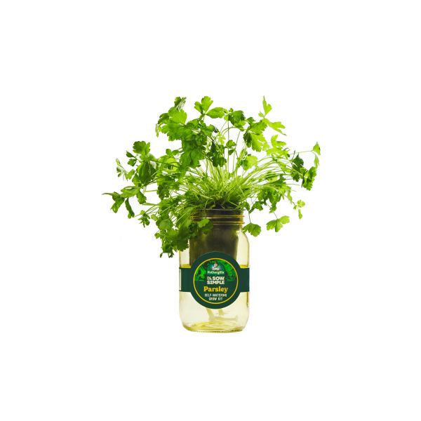 Parsley plant in a glass jar with a label on a white background