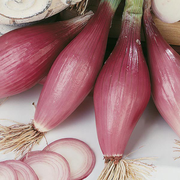 Onion (Spring) Rossa lunga di Firenze Seeds