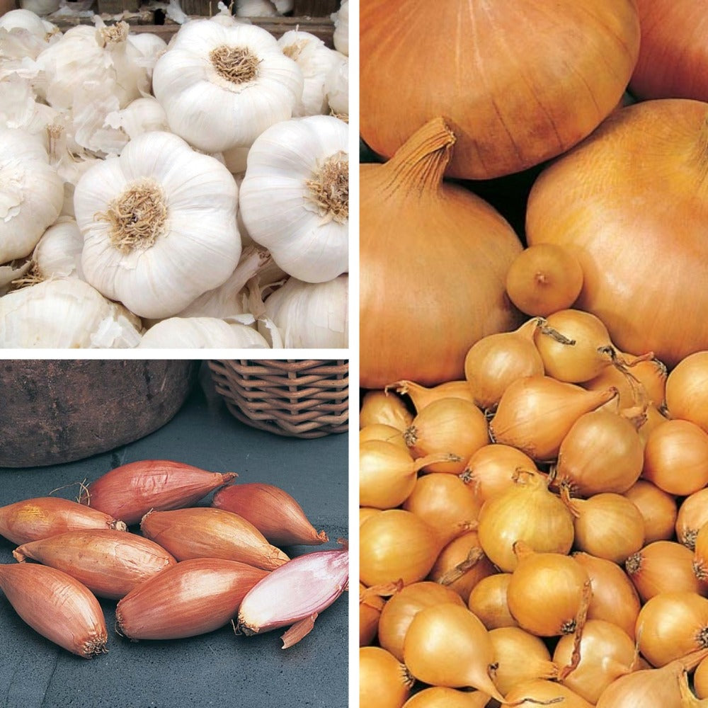 Onion, Shallot and Garlic Collection