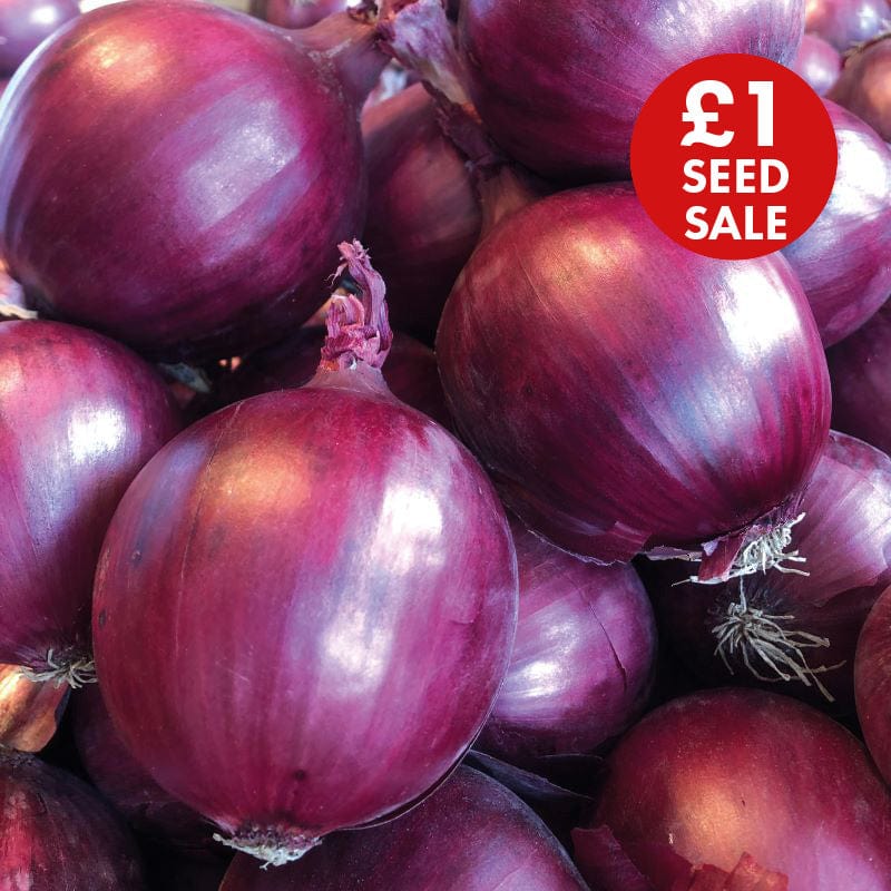 Onion Red Flash F1 Seeds