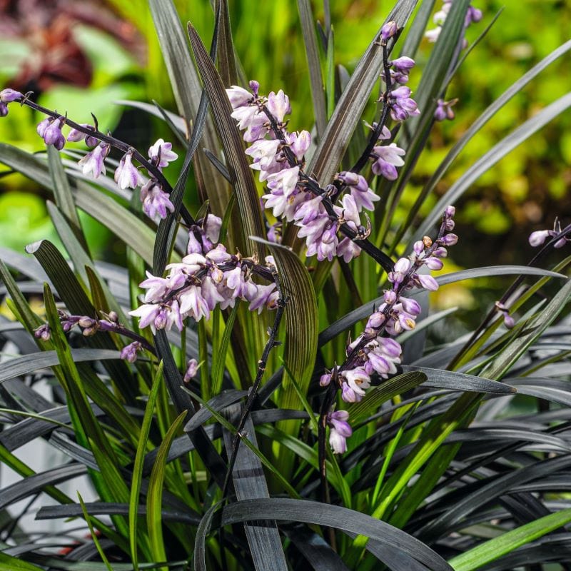 3 x 9cm Potted Plants Ophiopogon planiscapus Niger Plants