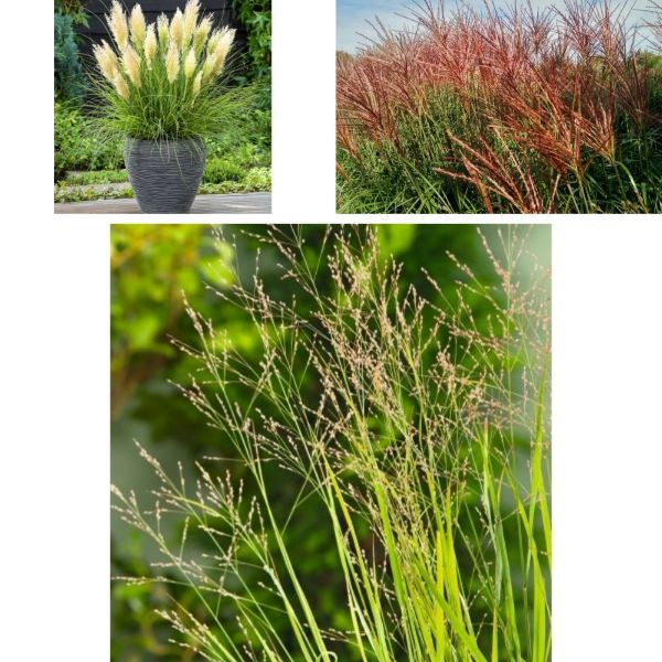 Collage of three images featuring ornamental grasses in different settings.