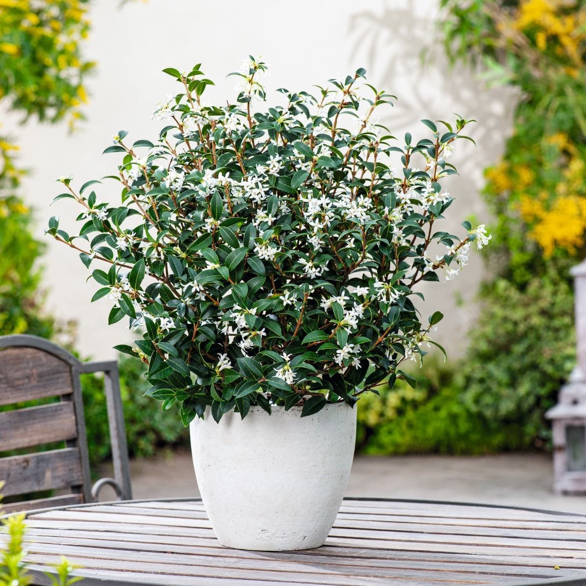 2 x 3 Litre Potted Plants Osmanthus x burkwoodii