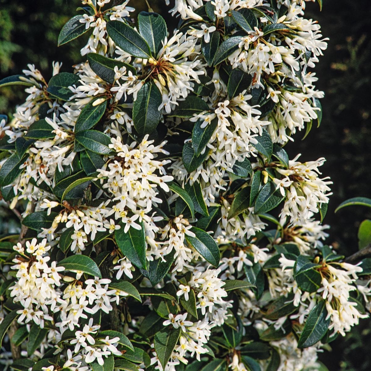 Osmanthus x burkwoodii