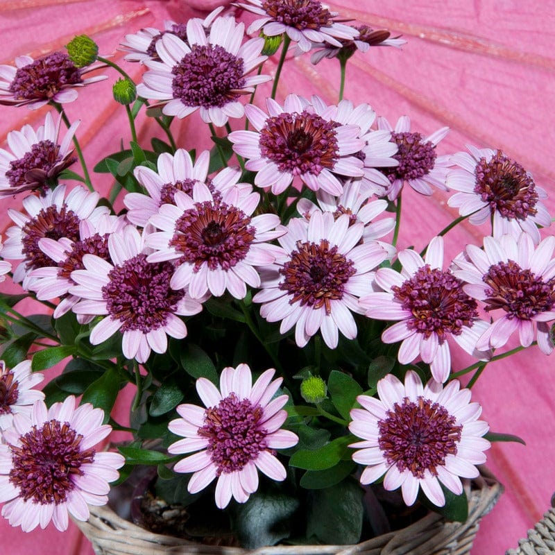 5 Young plants Osteospermum Double Berry White