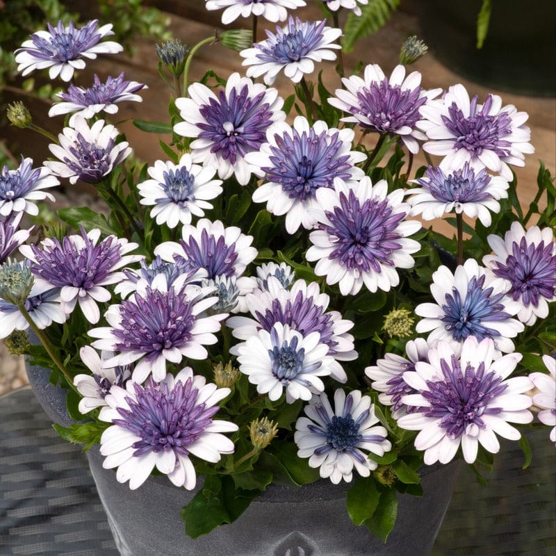 Osteospermum 3D Blue Steel