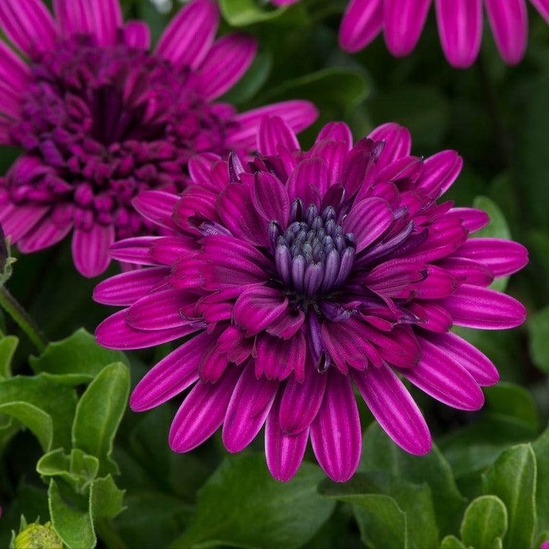 Osteospermum 3D Double Purple Flower Plants