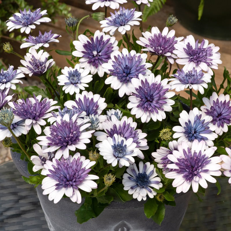 Osteospermum 3D Flower Plants Collection