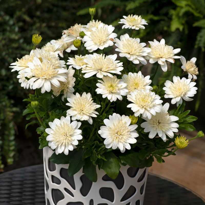 Osteospermum 3D Flower Plants Collection
