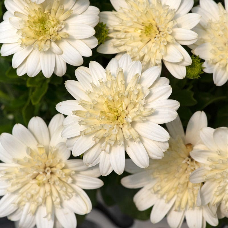 5 Young Plant Osteospermum Double Nanuk