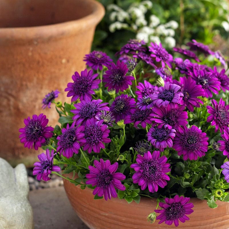 5 Young Plant Osteospermum 3D Double Purple