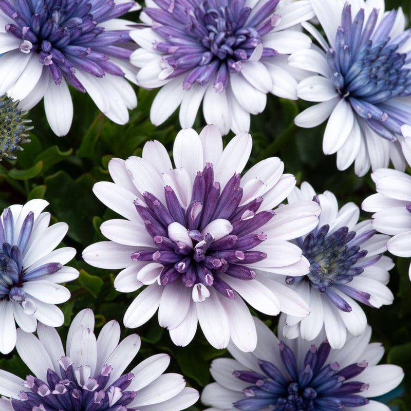 5 Young Plant Osteospermum 3D Blue Steel